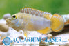 Apistogramma nijsseni - pandji ostrižek / Panda Dwarf Cichlid - fishbox