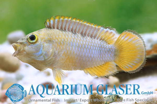 Apistogramma nijsseni - pandji ostrižek / Panda Dwarf Cichlid - fishbox