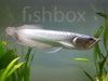Osteoglossum bicirrhosum - fishboxOsteoglossum bicirrhosum / Silver Arowana - fishbox