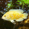 Astronotus ocellatus - oskar / Oscar