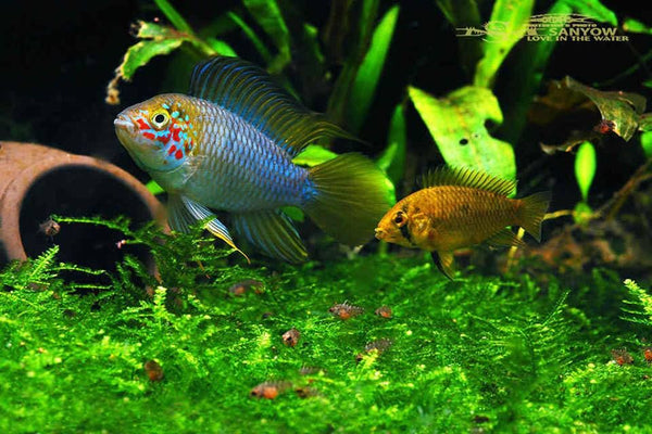 Apistogramma borellii Opal