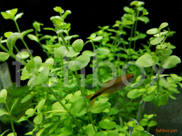 Bacopa australis - fishbox