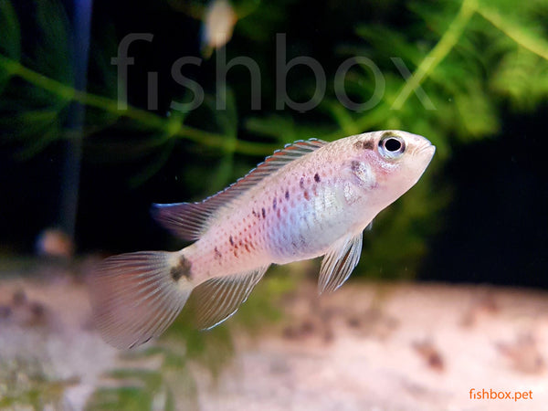 Badis autumnum - fishbox