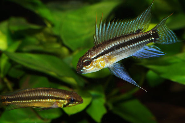 Apistogramma bitaeniata kleei