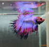 Betta splendens – siamska bojna ribica / Siamese Fighting Fish - CROWN-TAIL - fishbox