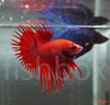 Betta splendens – siamska bojna ribica / Siamese Fighting Fish - CROWN-TAIL - fishbox