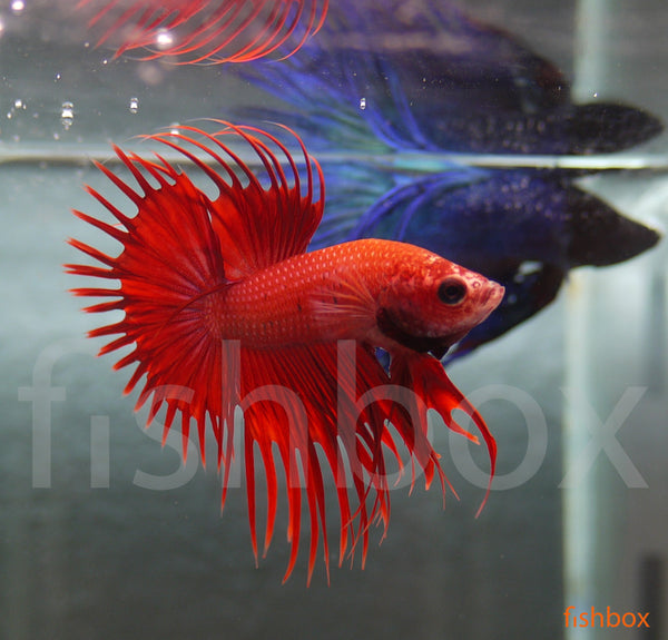 Betta splendens – siamska bojna ribica / Siamese Fighting Fish - CROWN-TAIL - fishbox