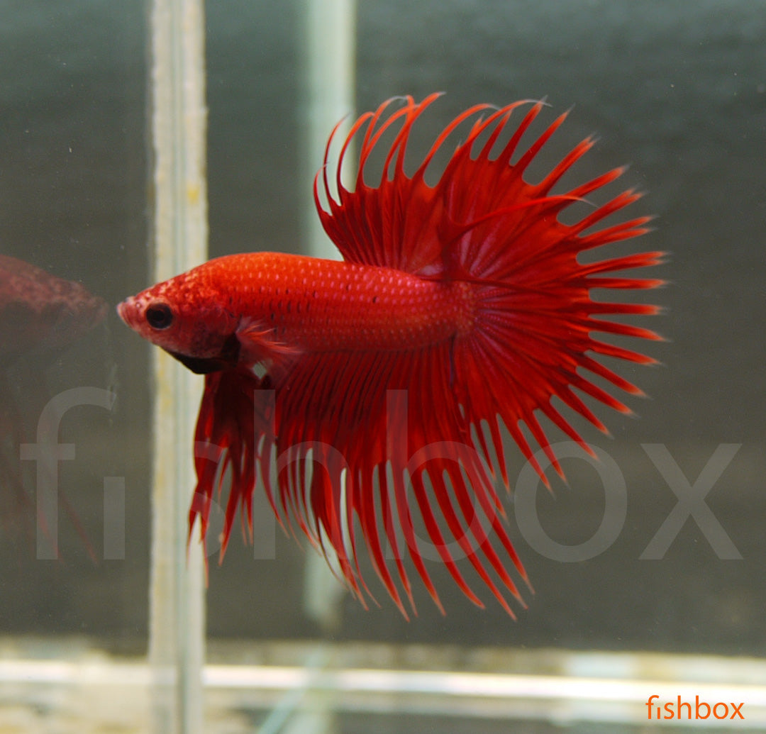 Betta splendens – siamska bojna ribica / Siamese Fighting Fish - CROWN-TAIL - fishbox