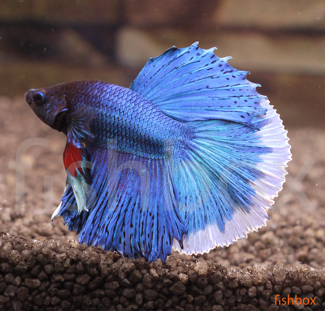 Betta splendens – siamska bojna ribica / Siamese Fighting Fish - HALF MOON - fishbox