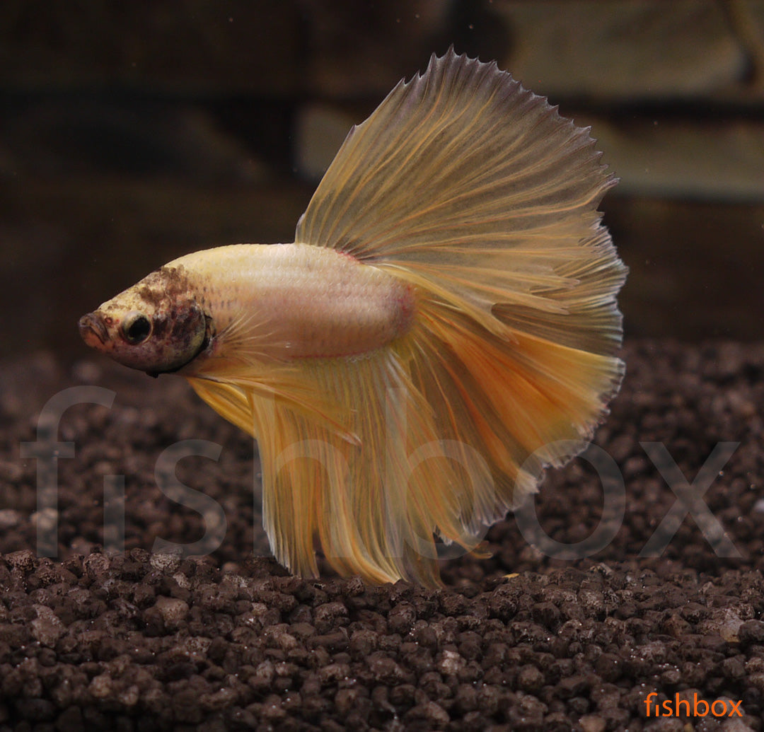 Betta splendens – siamska bojna ribica / Siamese Fighting Fish - VEILTAIL - fishbox