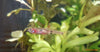 Rasbora brigittae - fishbox