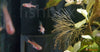 Rasbora brigittae - fishbox