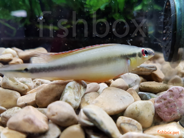 Crenicichla regani/TAPAJOS - fishbox