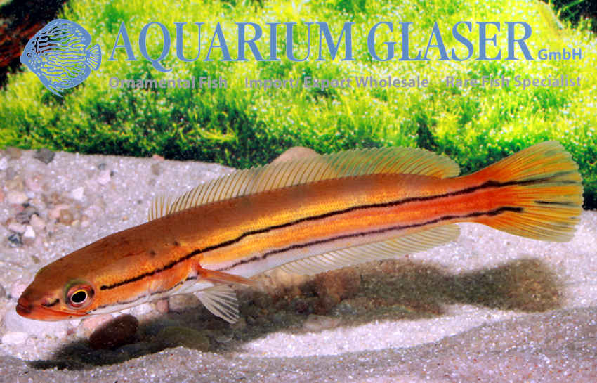 Channa diplogramma / Malabar Snakehead; MLADICA - fishbox
