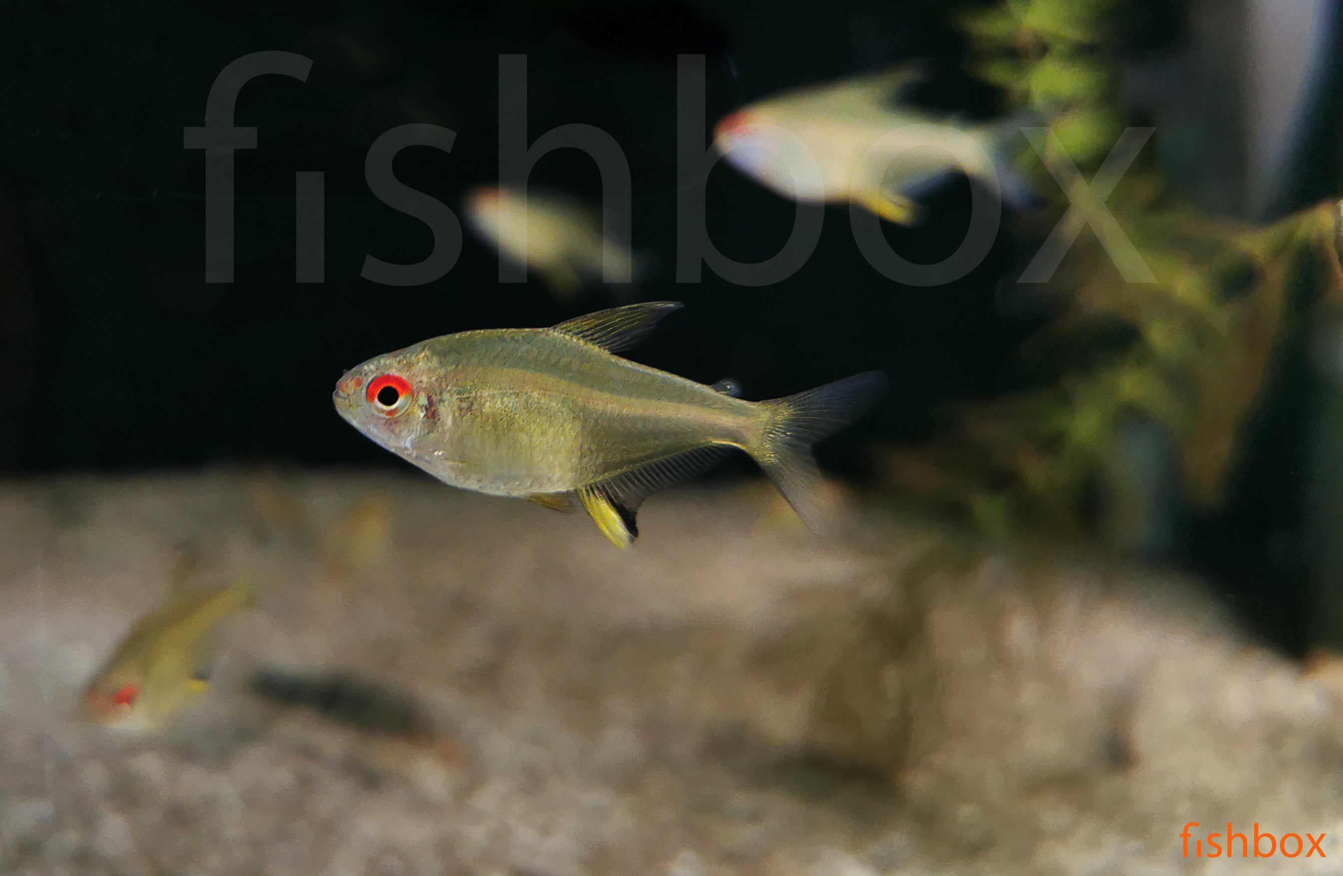 Hyphessobrycon pulchripinnis – citronasta tetra / Lemon Tetra - fishbox
