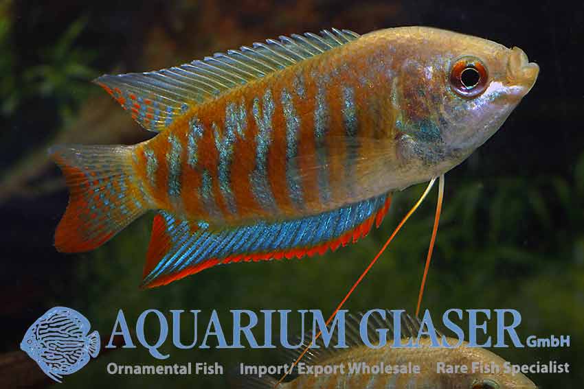 Trichogaster fasciata / Banded Gourami - bred - fishbox