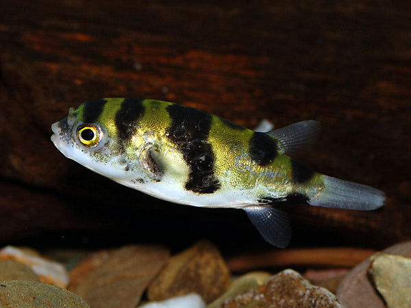 Colomesus asellus - fishbox