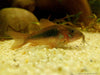 Corydoras aeneus - fishbox