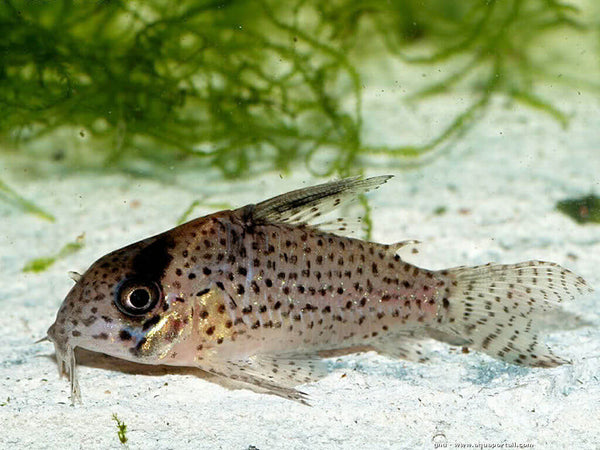 Corydoras kanei - fishbox