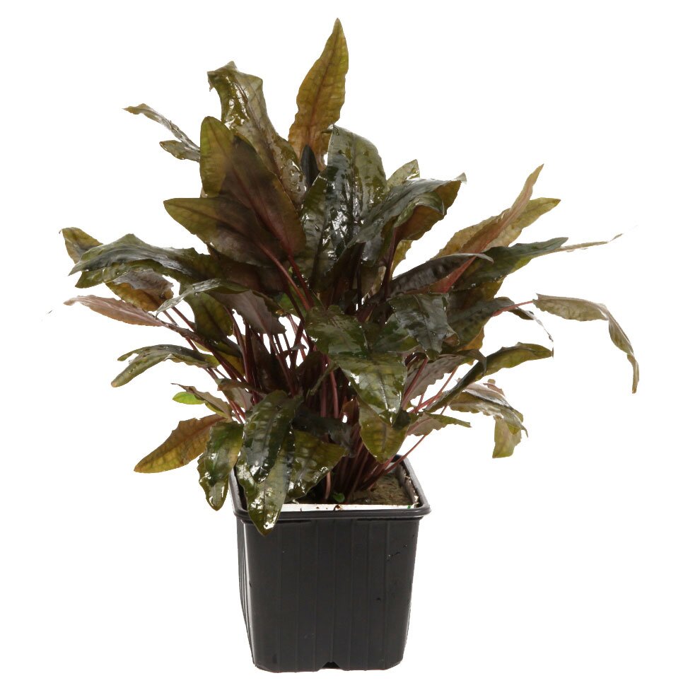 Cryptocoryne wendtii 'Tropica' XL