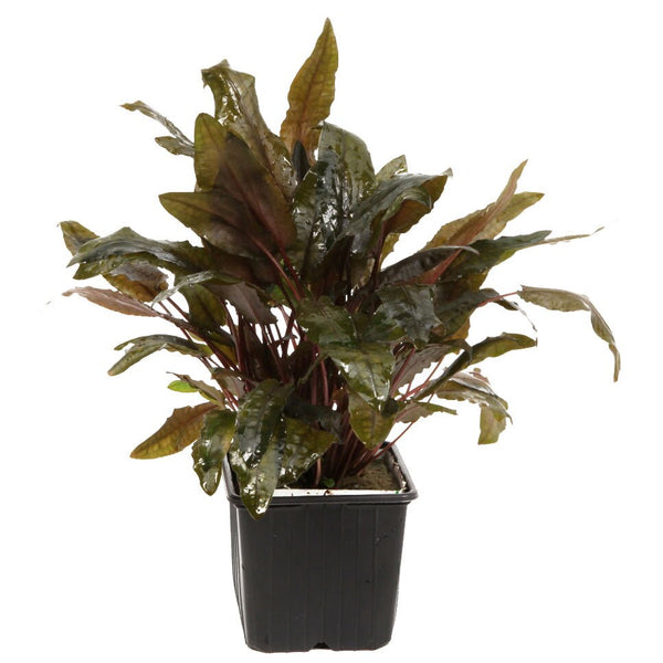 Cryptocoryne wendtii 'Tropica' XL
