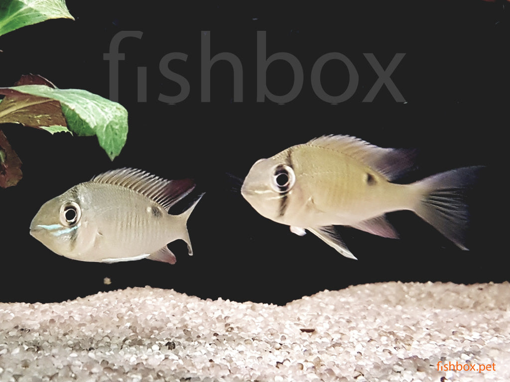 Biotodoma cupido - fishbox
