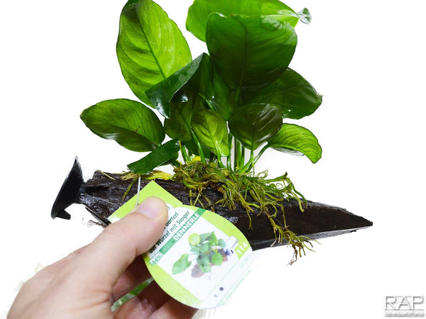 Anubias barteri na korenini s priseskom - fishbox