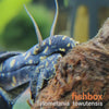 Tylomelania towutensis - fishbox