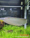 Osteoglossum bicirrhosum / Silver Arowana - fishbox