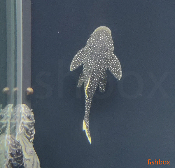 L81 Baryancis.sp.ORANGE-SEAM - fishbox