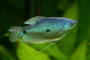 Trichogaster sumatranus - modri nitkar / Three-spot Gourami BLUE - fishbox