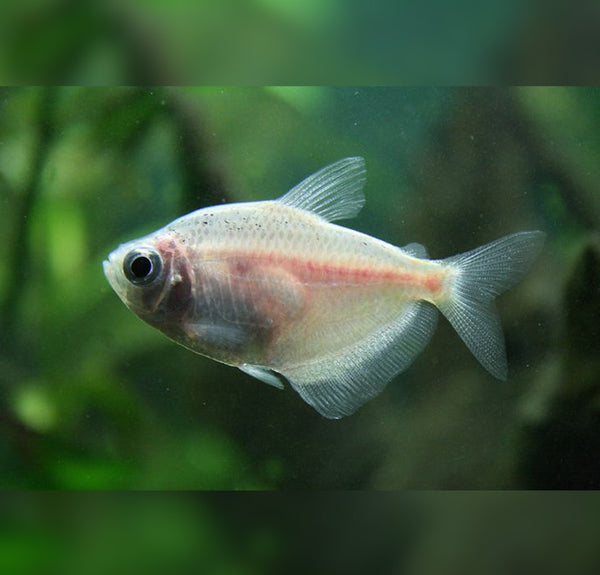 Gymnocorymbus ternetzi -  žalovalka / Black Tetra