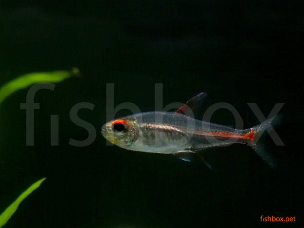 Hemigrammus erythrozonus - kresnička / Glowlight Tetra - fishbox