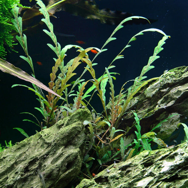 Hygrophila pinnatifida