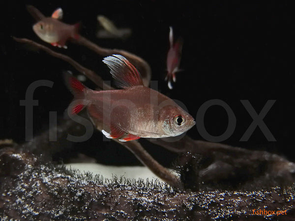 Hyphessobrycon ornatus ''White fin'' (Durbin, 1908) - fishbox