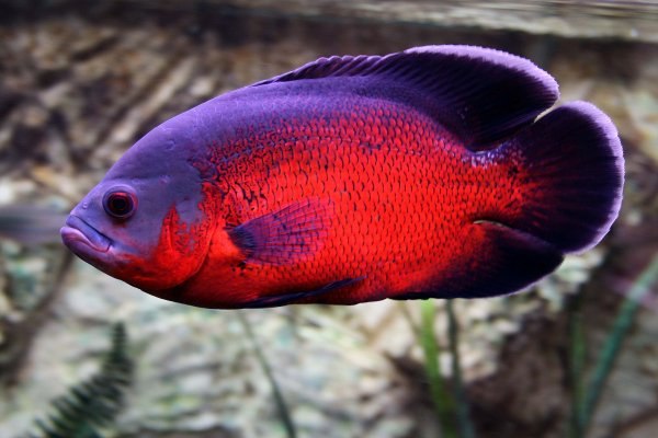 Astronotus ocellatus - oskar / Oscar