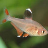 Hyphessobrycon ornatus - fishbox