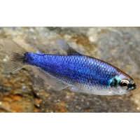 Inpaichthys kerri SUPER BLUE (Gery in Junk, 1977) - fishbox