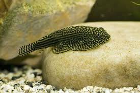 Gastromyzon punctulatus - hillstream loach