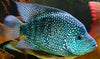 Cichlasoma cyanoguttatum