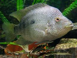 Cichlasoma cyanoguttatum
