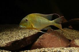 Geophagus altifrons / Sao Felix