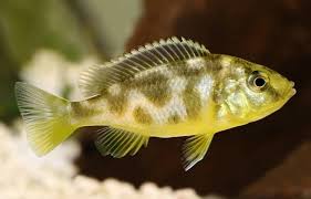 Nimbochromis venustus