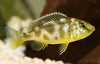 Nimbochromis venustus