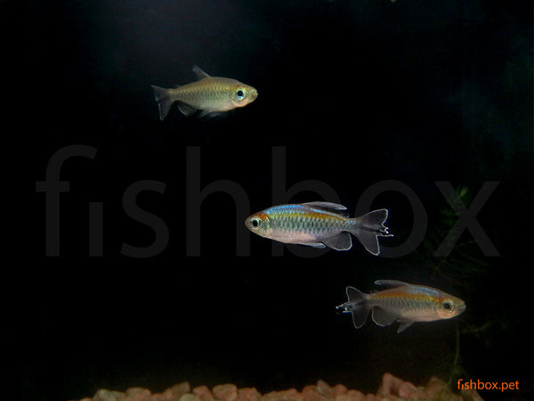 Phenacogrammus interruptus (Boulenger, 1899) - fishbox