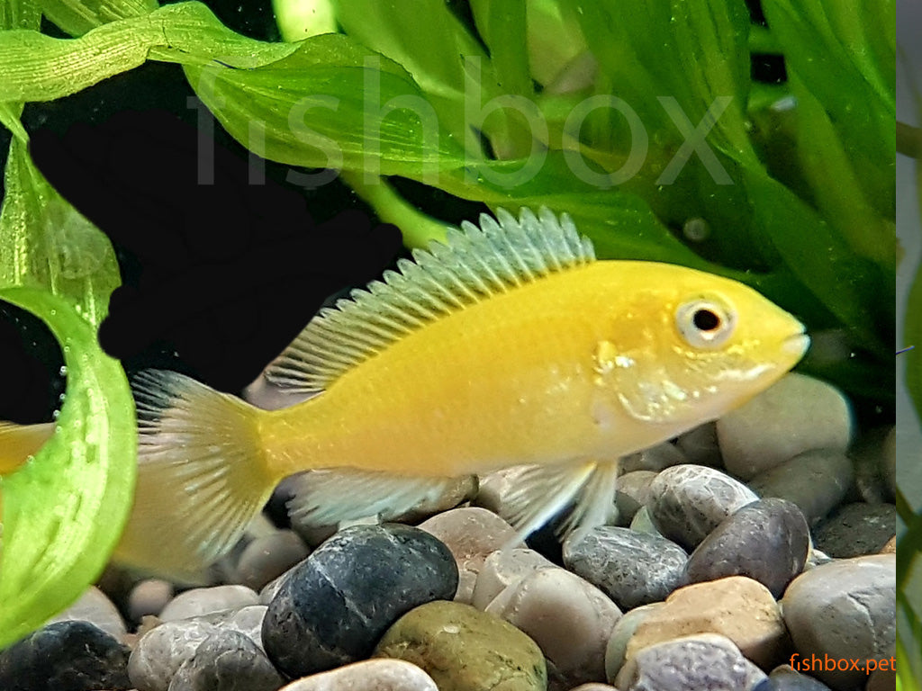 Labidochromis Caeruleus - fishbox