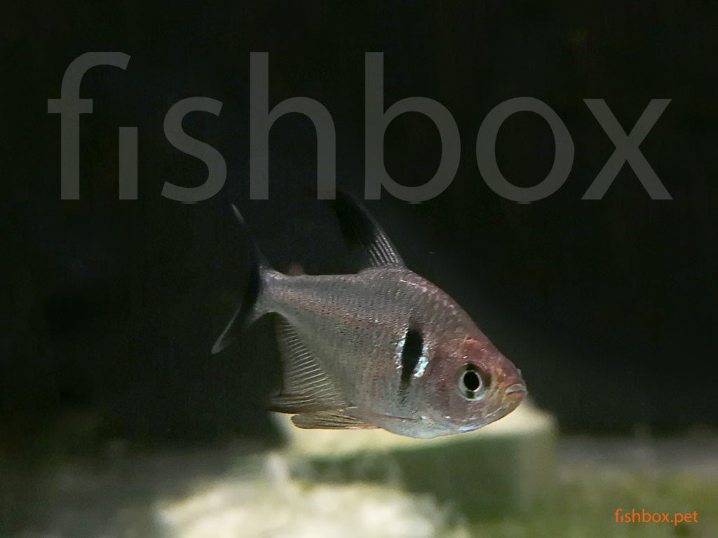 Hyphessobrycon megalopterus - fishbox