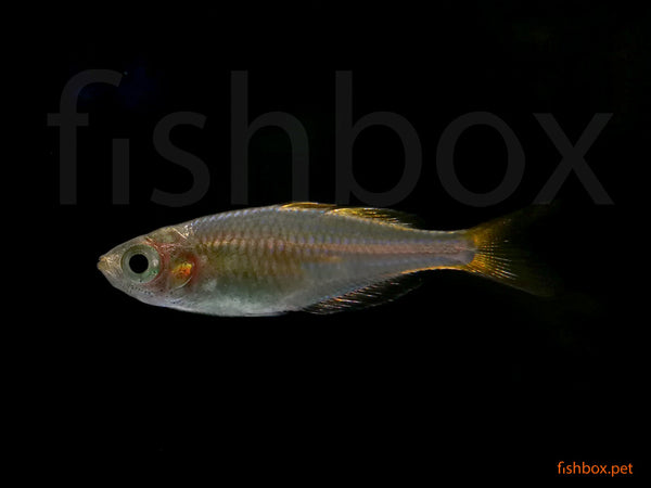Melanotaenia praecox - Pritlikava mavričarka - fishbox