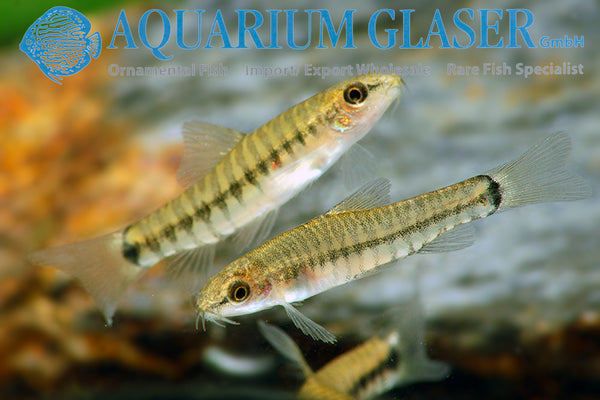 Micronemacheilus cruciatus / Hovering Zebra Loach - fishbox