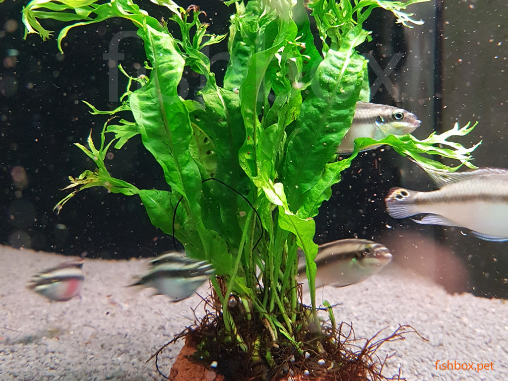 Microsorum pteropus na lava kamnu